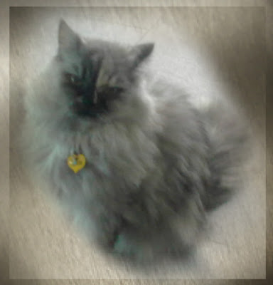 Cati