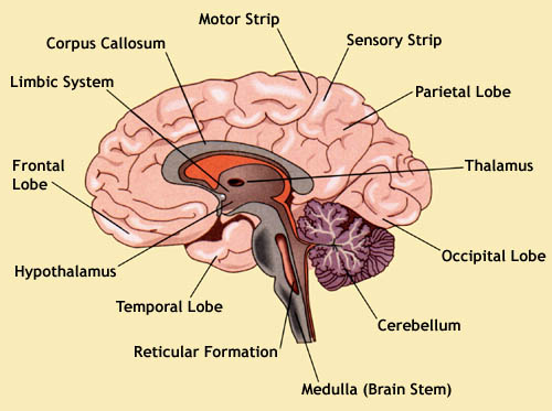 basic health: Parts and Functions of Our Brains