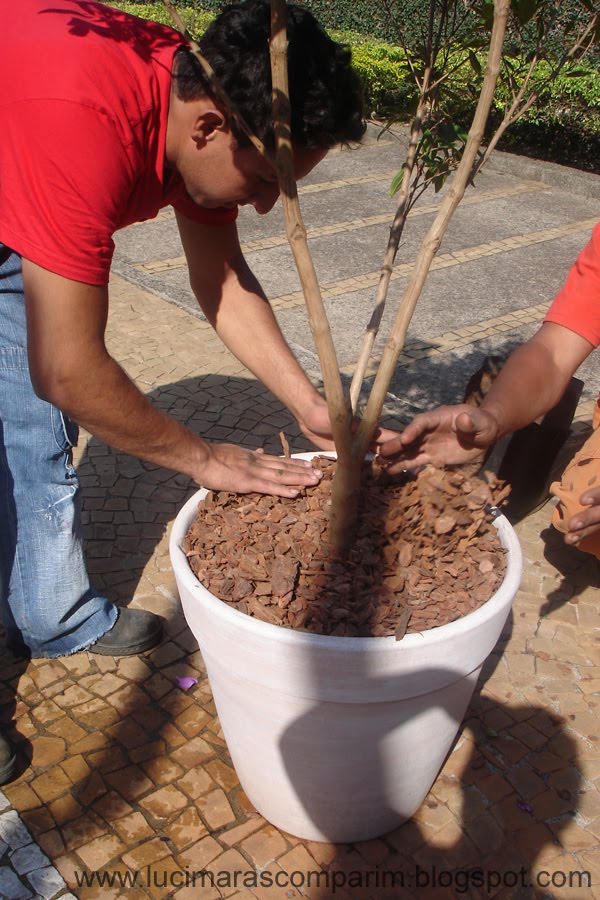 arvore manaca jardim:Para o acabamento, optei por casca de árvore. arvore manaca jardim:Para o acabamento, optei por casca de árvore.