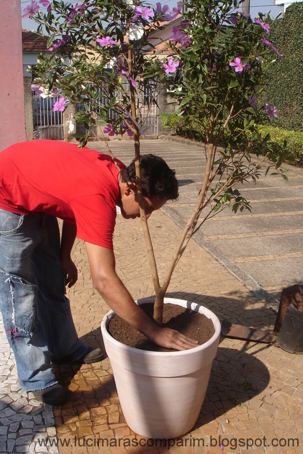 arvore manaca jardim:Para o acabamento, optei por casca de árvore. arvore manaca jardim:Para o acabamento, optei por casca de árvore.