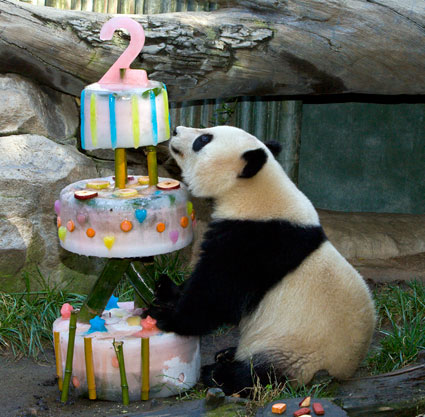 [Panda-birthday-picture-5.jpg]