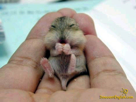 fat baby mouse