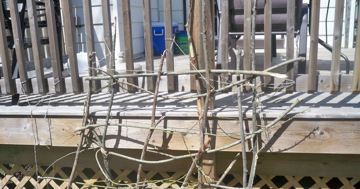 Stitches In Time How To Build A Rustic Twig Trellis