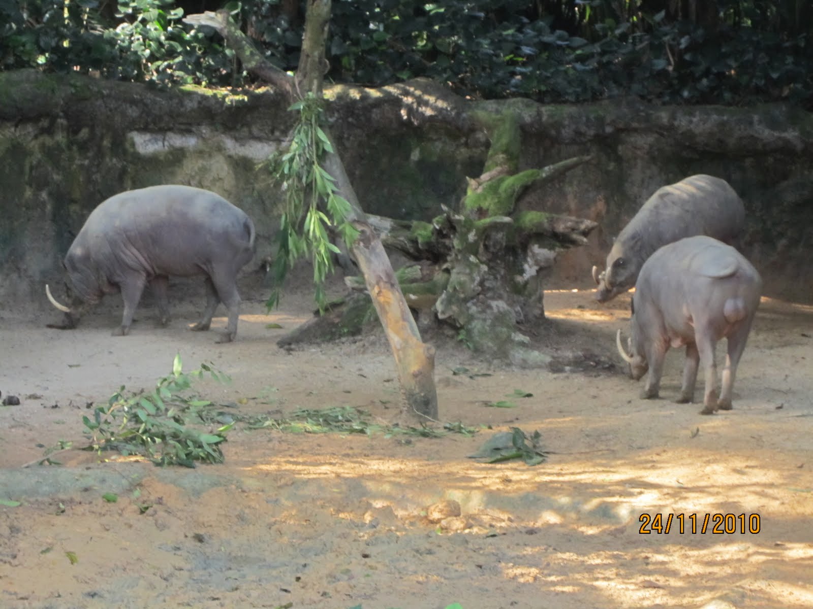 JUST ANOTHER TEACHER: THE ANIMALS IN SINGAPORE ZOO - PART 1