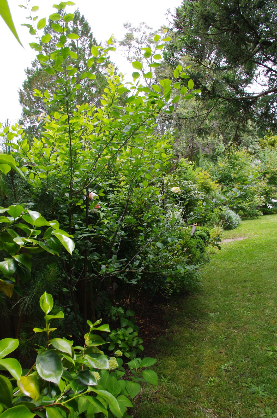 Gardening In The Southern Highlands Screen Planting New Fences Gardens Are Enclosures From The World They Surround Our Homes And Provide An Oasis Of Calm In Turn Usually Enclosed By Fences Some Kind