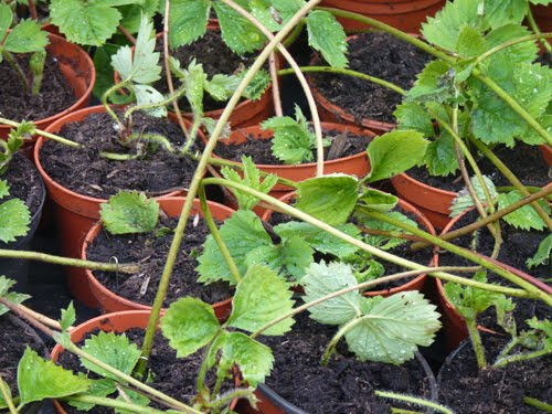 Strawberry Plants Runners
