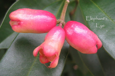 australian brush cherry