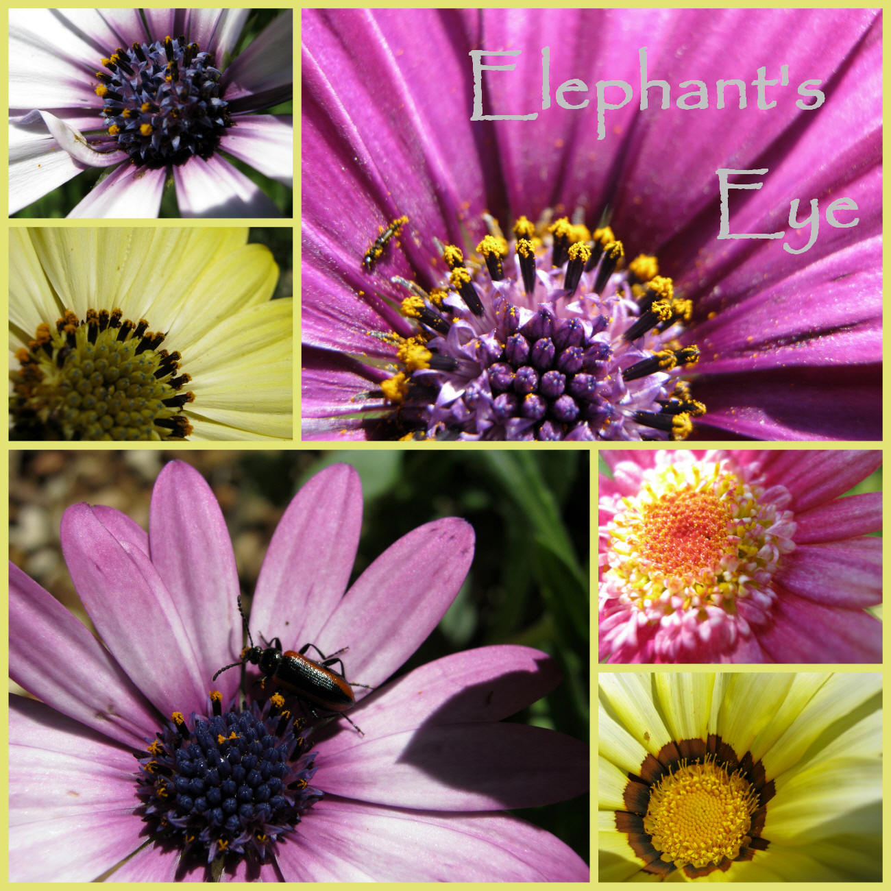 Daisy+chain+flowers+london+ontario