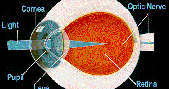 WLPedia: How the eye works