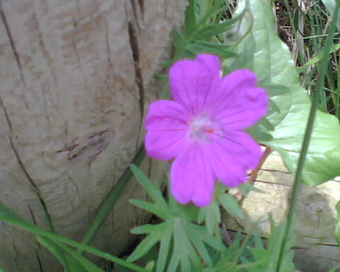 [paca+y+tola+mayo+19++2009+111.jpg]