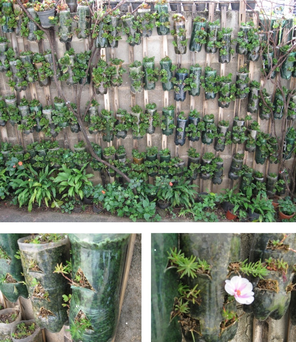 Vasos de garrafa pet para seus cactos, suculentas e outras plantinhas Vasos de garrafa pet para seus cactos, suculentas e outras plantinhas