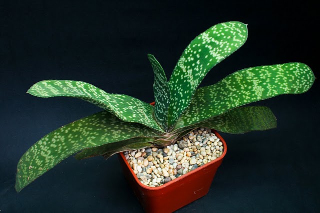 Gasteria Disticha