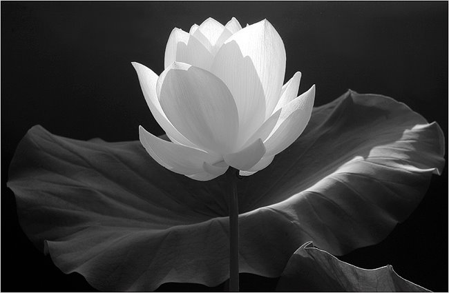 [Lotus_Flower_IMGP7600-650.jpg]