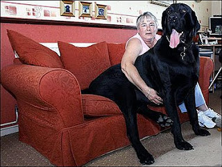 Anjing Terbesar urutan 3