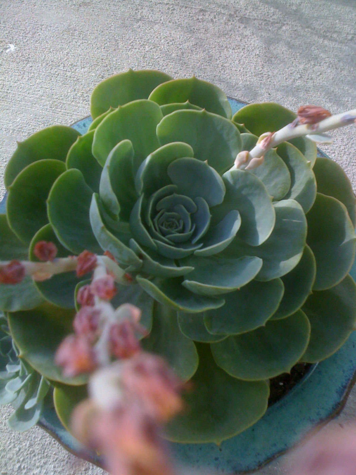 The transformation of my Echeveria Succulent!