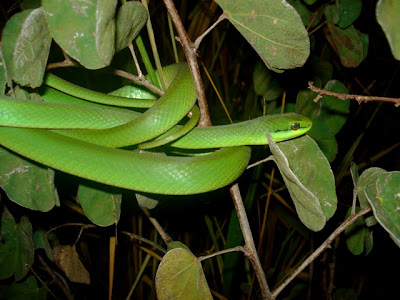 Projeto Serelepe: Cobras de Verdade na Cidade!