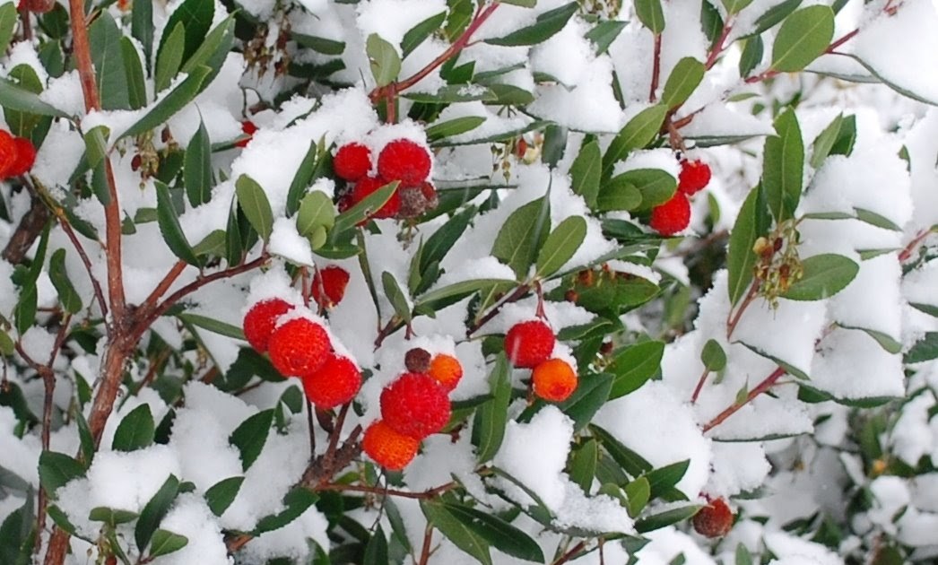 The Intercontinental Gardener Strawberries in snow