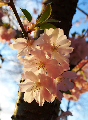 Prunus 'Accolade'