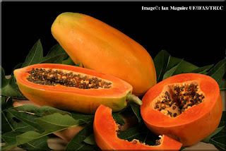 Papaya Fruits