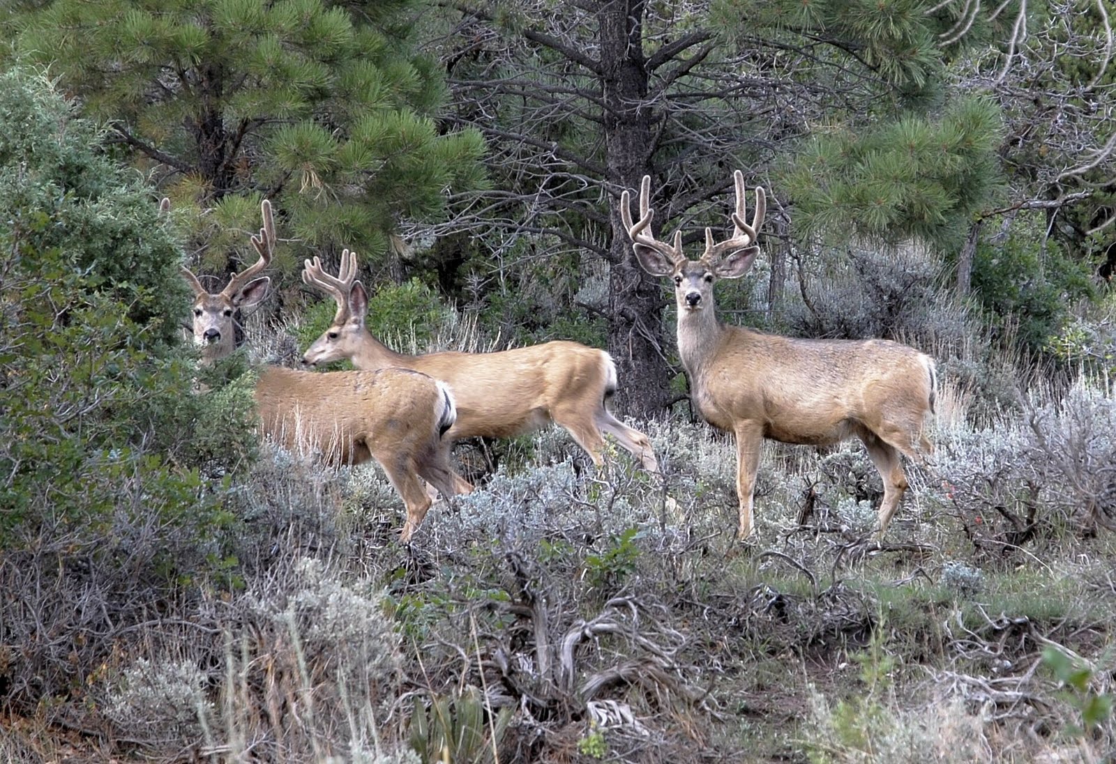 Backcountry Utah's Outdoor Adventure Journal Archery buck deer hunt