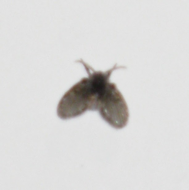 Family Documentary Bug Infestation