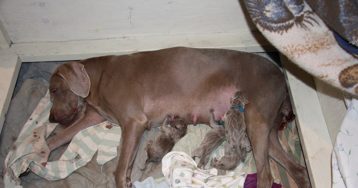 weimaraner newborn