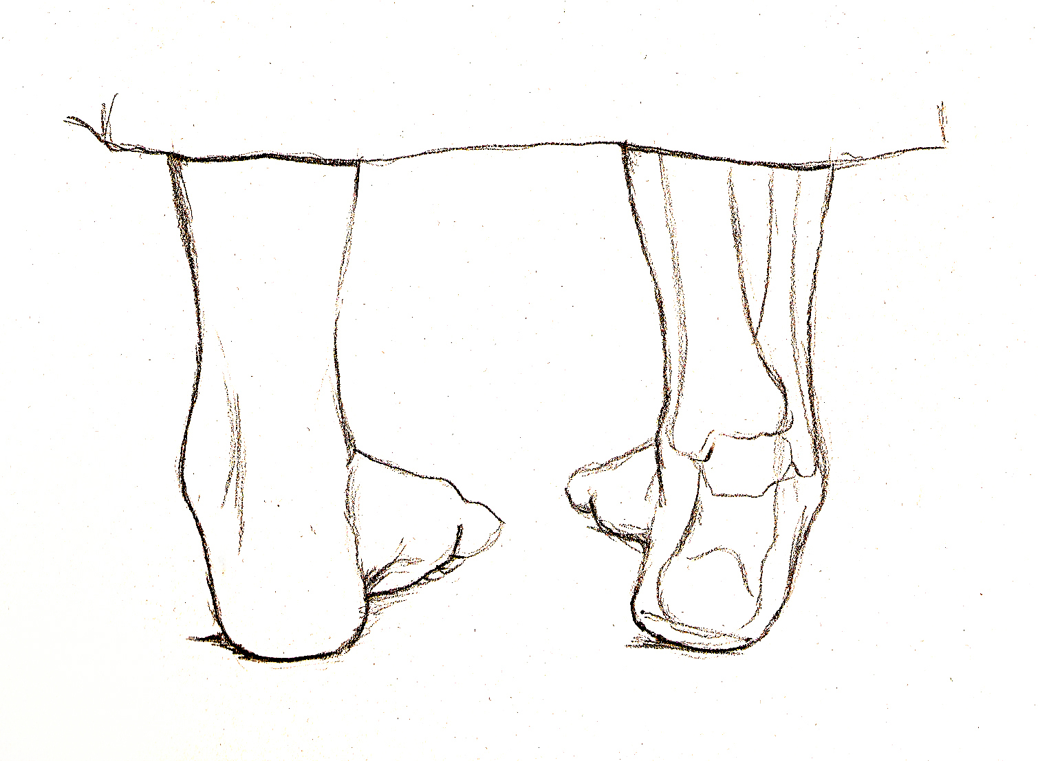Léo: Medical Illustrations: Muscle Movement