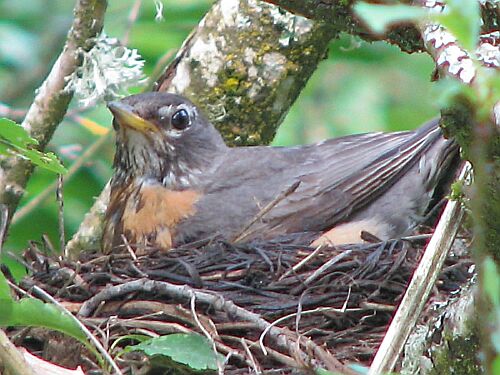 nesting birds weaver ecology nesting birds weaver ecology
