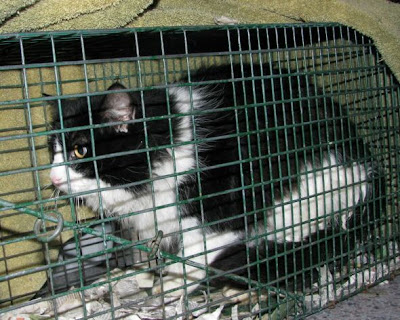 He was neutered yesterday. neutered male cat. He was neutered yesterday.