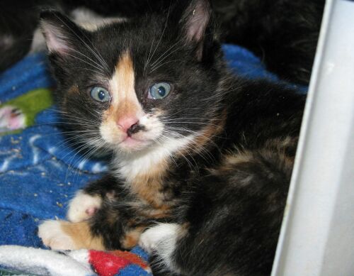 to name them with the exception of the calicos calico kitten names images frompo to name them with the exception of the calicos calico kitten names images frompo