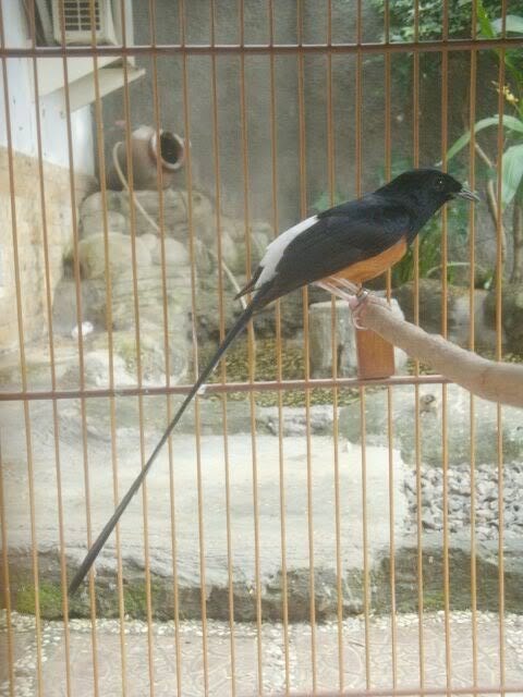 Burung Murai Batu