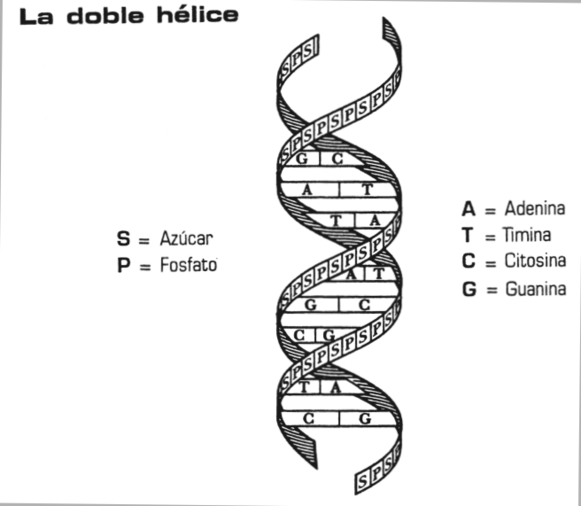 Molecula De ADN Y Sus Partes Molecula De ADN Y Sus Partes