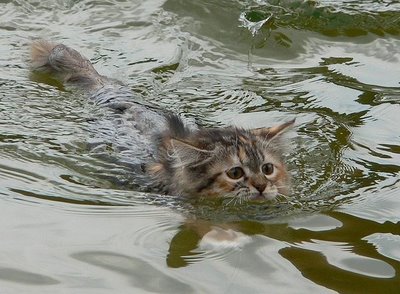 Swimming+cat.jpg