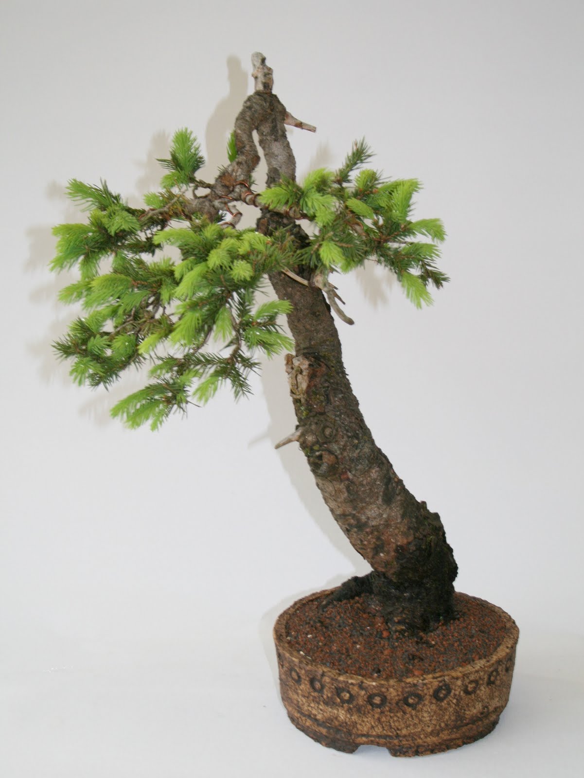bonsai keramik ender fichte mir bonsai keramik ender fichte mir