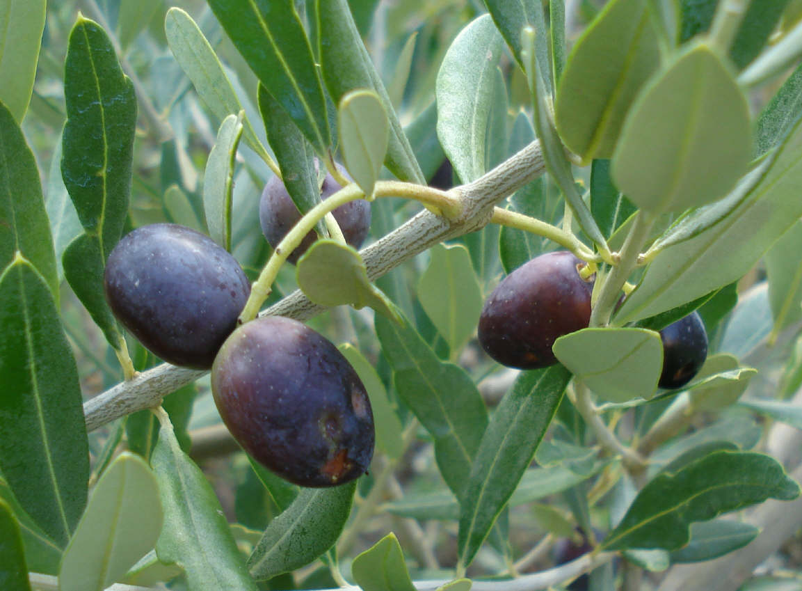 [olives+october_1_1.jpg]