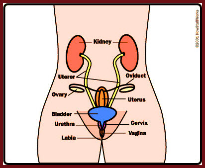 Does sex change body structure