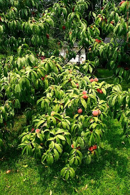 tree( prunus persica)