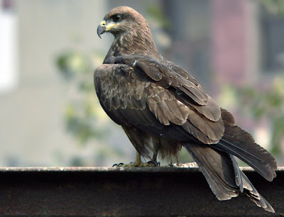 different varities of eagle youtube