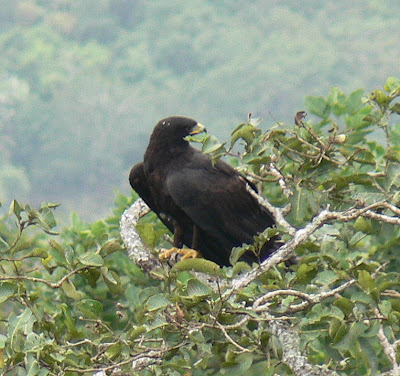 อีนทรีแท้ Eagle ( Aquila )  Tayan+miili+-+black+eagle+(Ictinaetus+malayensis)
