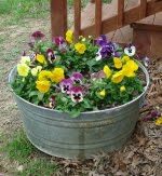 Gardening At Cheesecake Farms Chapter 5 Galvanized Wash
