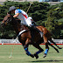 The  Polo Ponies of Argentina