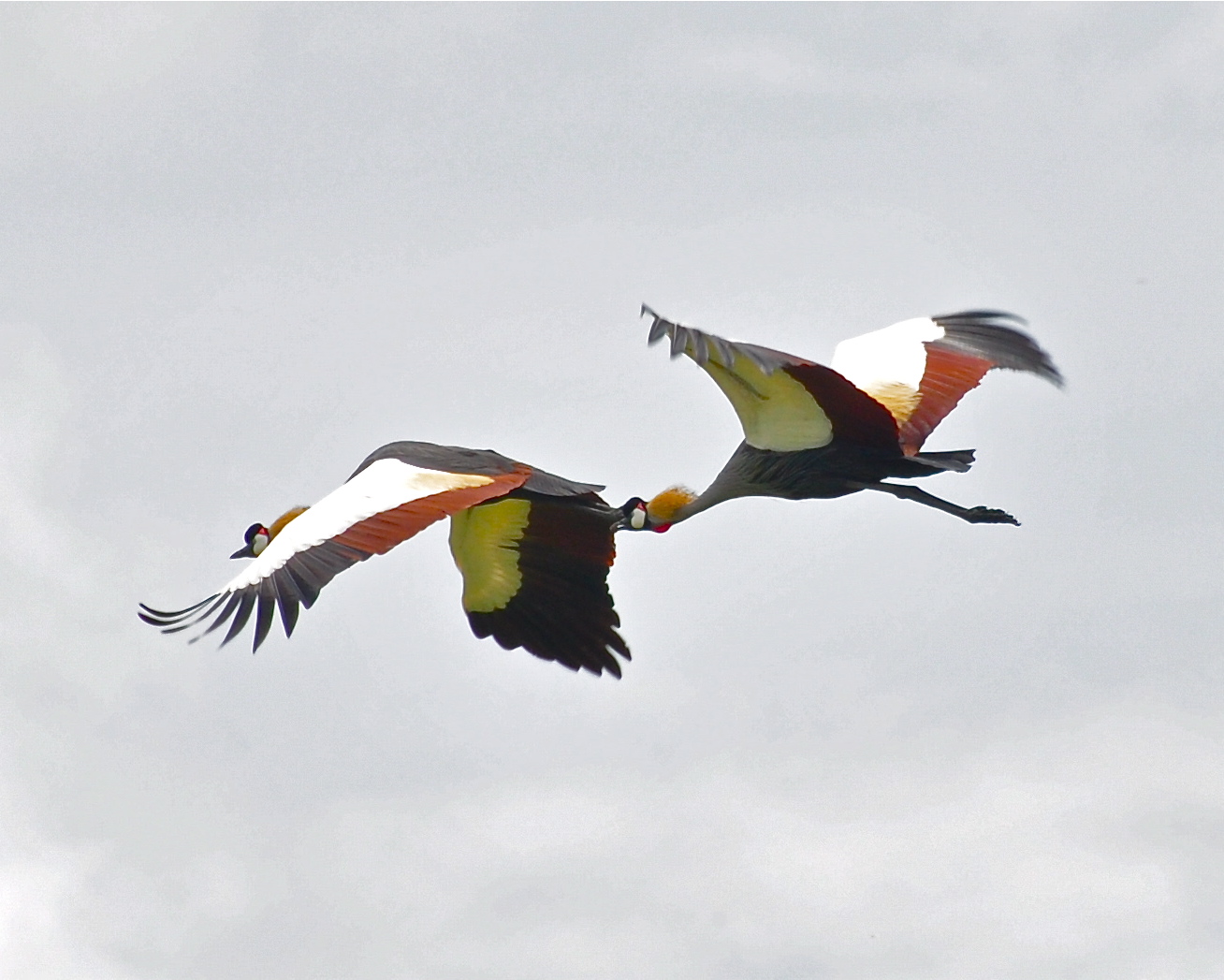 African Safari Birds