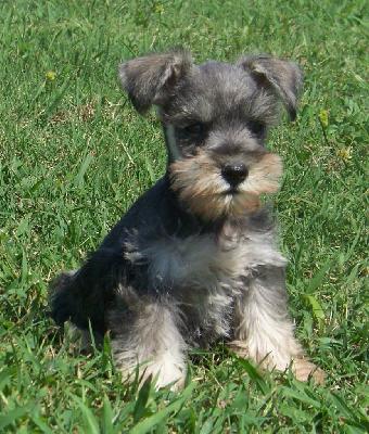 All About Our Dogs: Miniature Schnauzer photos