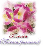 planta para forração torenia