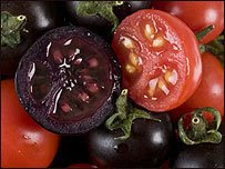 Tomate, a planta do novo mundo tomate