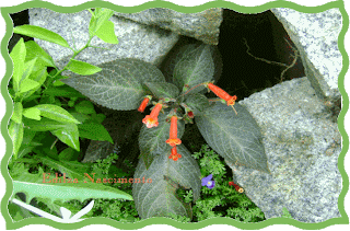 Planta veludo Ruellia makoyana
