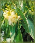 flor de eucalipto