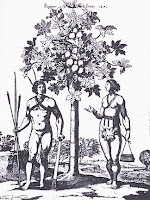 plantas medicinais na américa