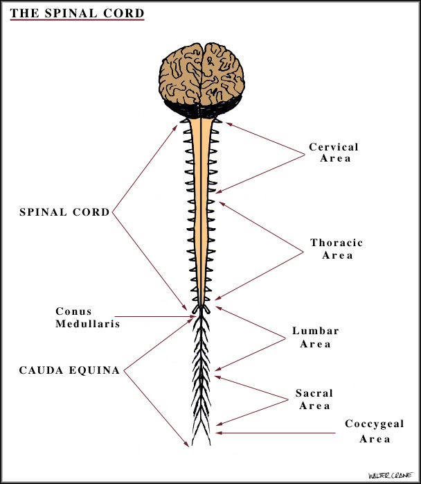 The Spinal Cord: The Spinal Cord Is Located In Which Body Cavity