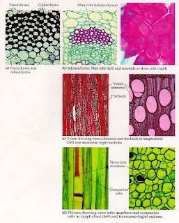 Plant:Meristematic and Permanent tissue
